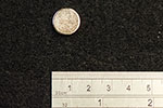 Neodymium Magnet - 14mm x 4mm